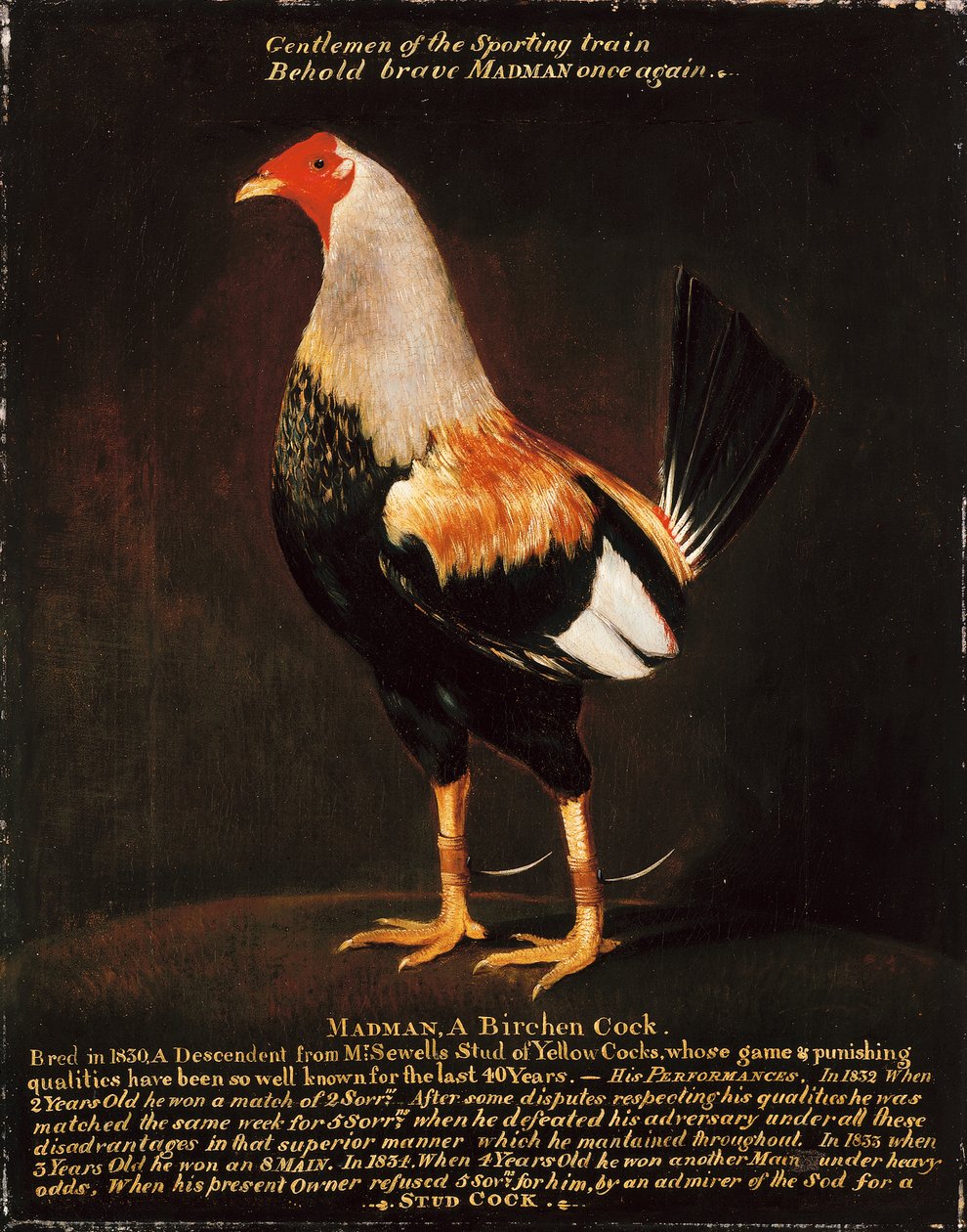 Verrückter, ein Birkenhahn von Henry Thomas Alken