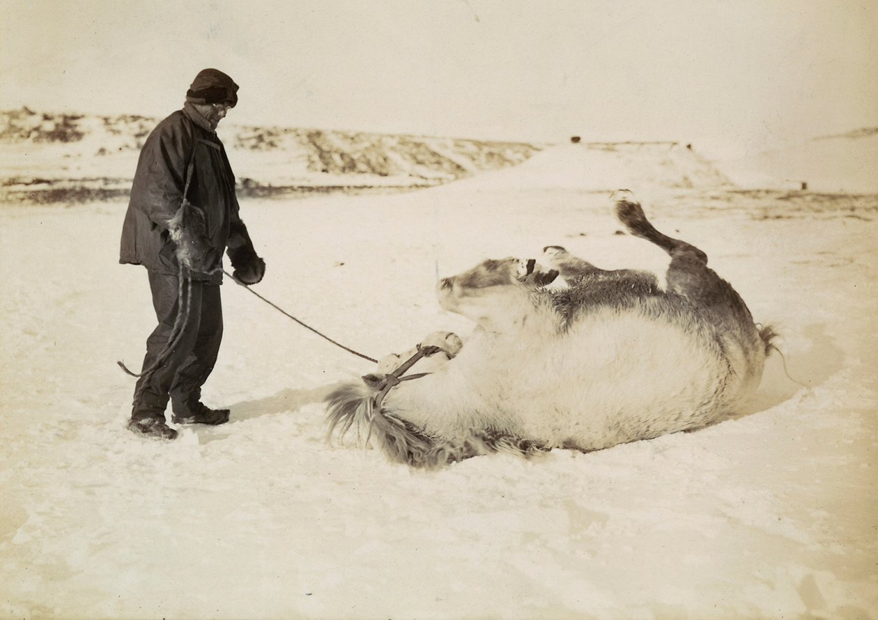 Ein Mann und sein Pferd im Schnee von Herbert Ponting
