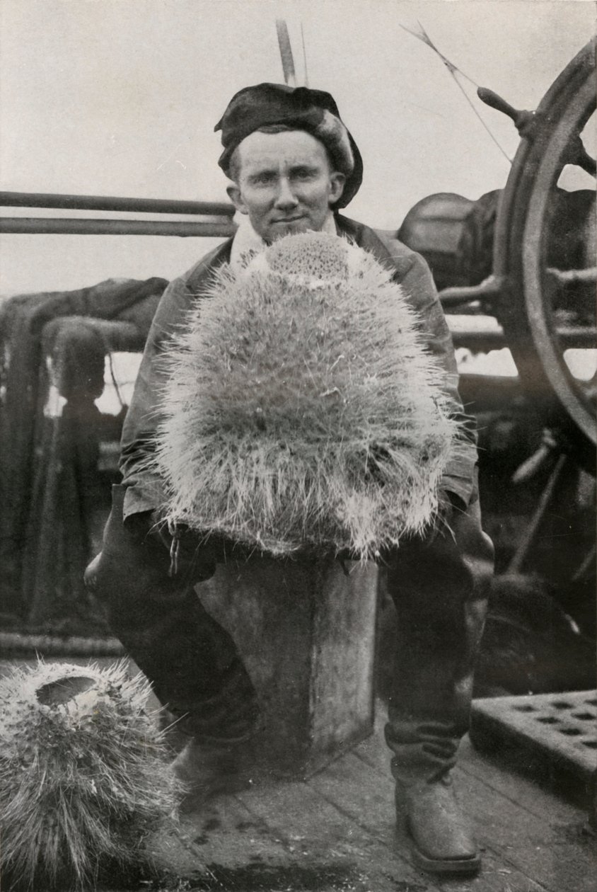 D. G. Lillie mit einigen der Kieselschwämme von Herbert Ponting