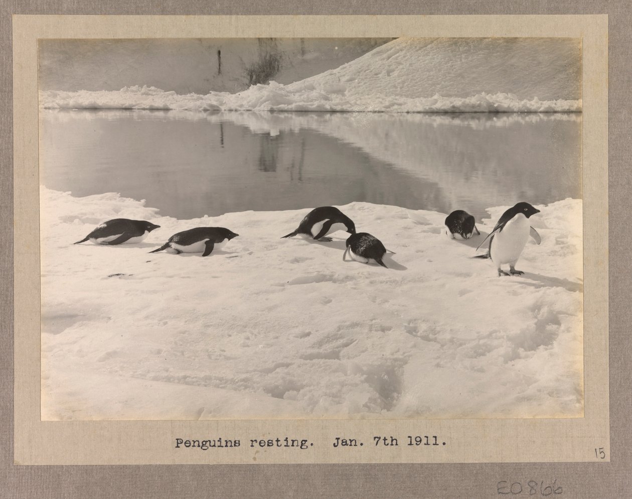 Sechs Adelie-Pinguine ruhen auf dem Eis von Herbert Ponting