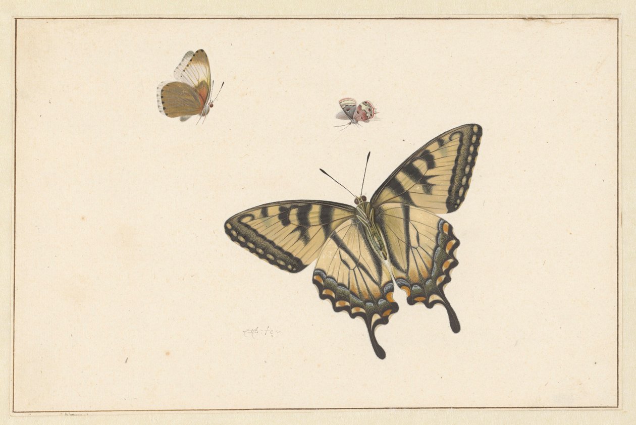Drei Schmetterlinge von Herman Henstenburgh