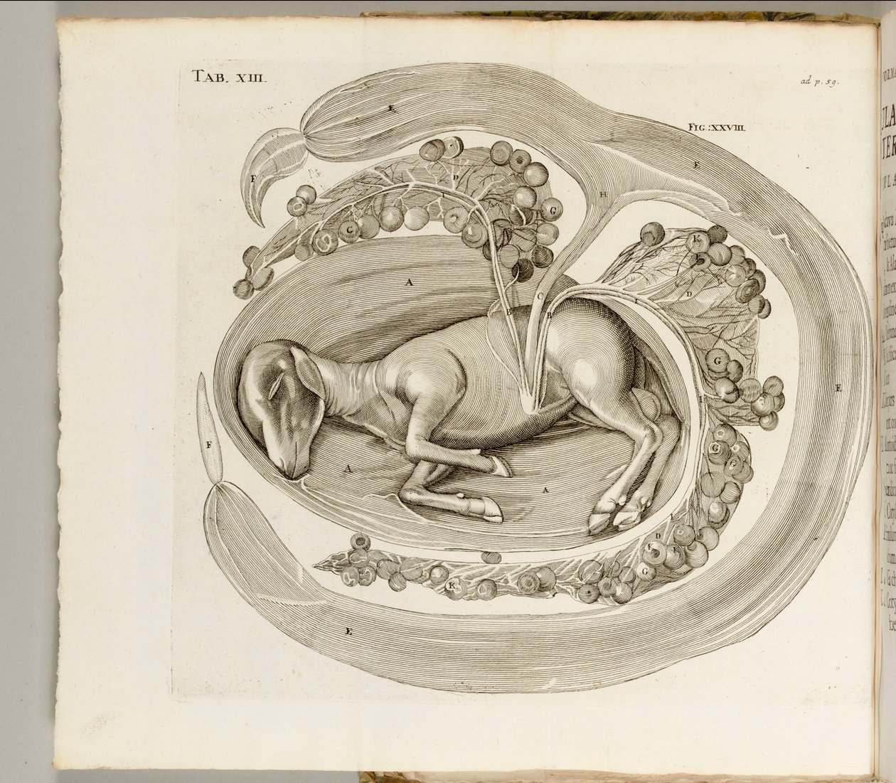Ein Tier im Mutterleib, 1738 von Hieronymus Fabricius ab Aquapendente