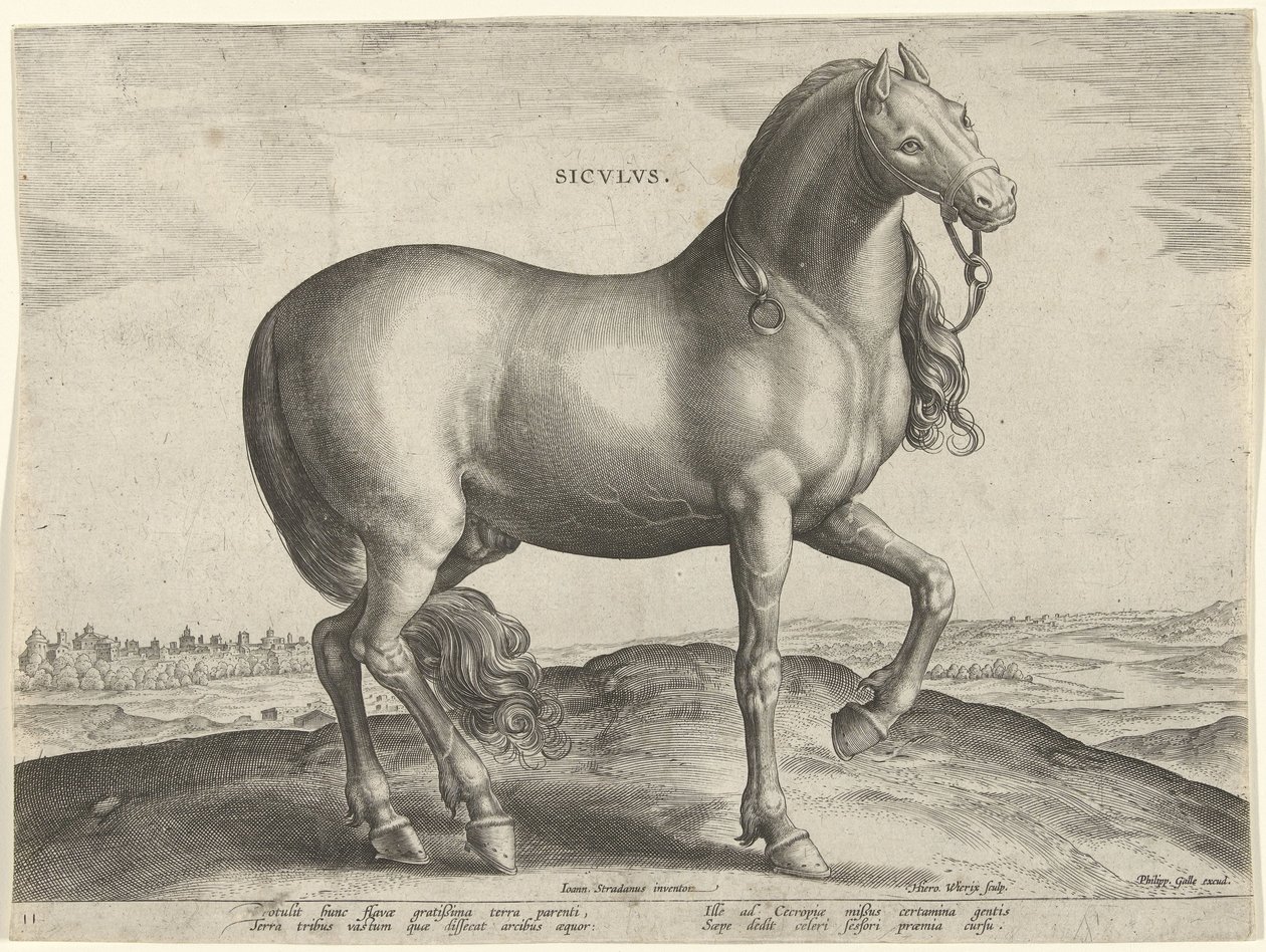 Pferd aus Sizilien von Hieronymus Wierix