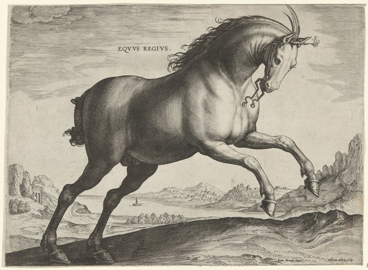 Pferd der Rasse Equus Regius (der Königliche) von Hieronymus Wierix