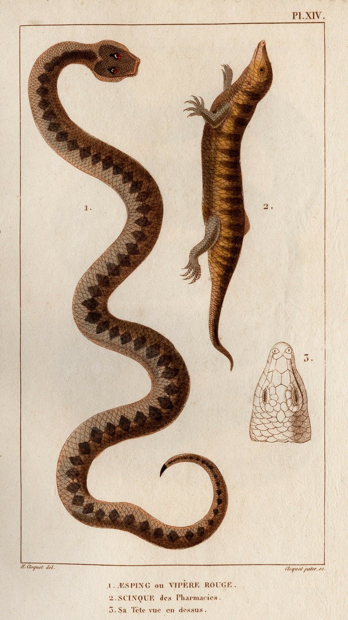 Aesping oder Rote Viper, Skink aus Apotheken, sein Kopf von oben gesehen. Fauna des Mdecins ou histoire des animaux et de leurs produits par Hippolyte Cloquet - Band 6 - 1825. von Hippolyte Cloquet