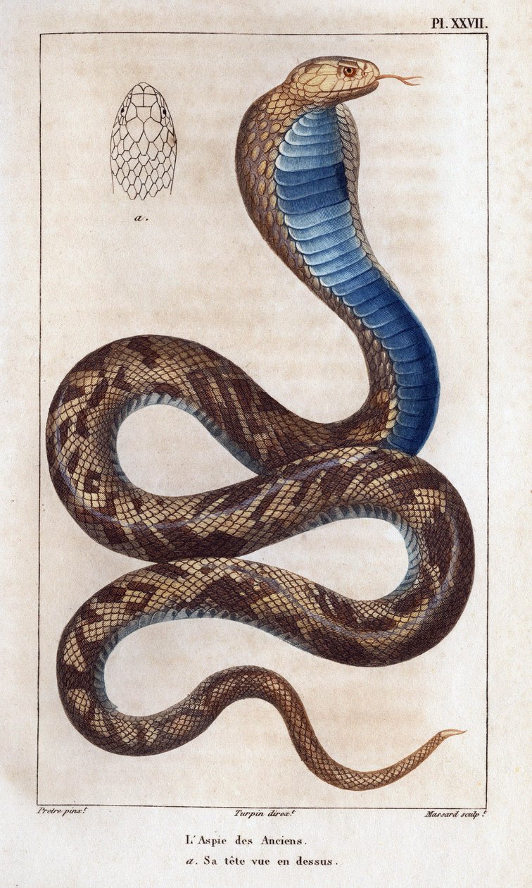 Der Aspik der Ältesten, sein Kopf von oben gesehen. Fauna des Mdecins ou histoire des animaux et de leurs produits par Hippolyte Cloquet - Band 6 - 1825. von Hippolyte Cloquet