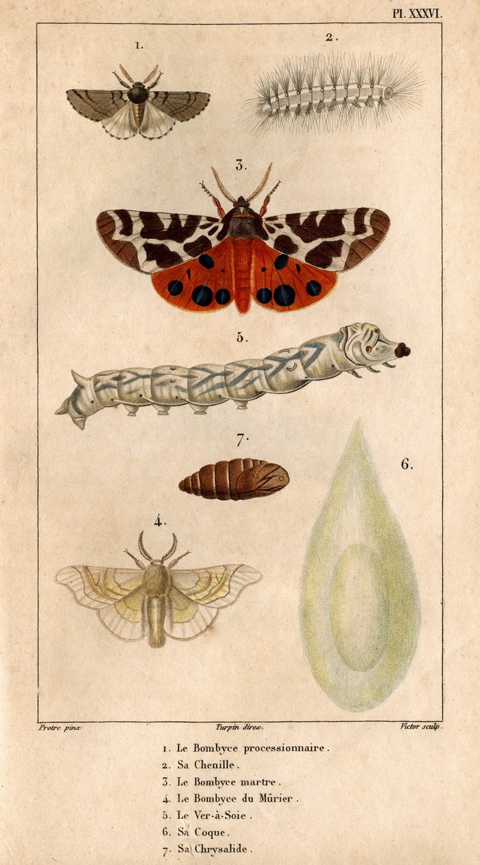 Die Prozessionsspinnerraupe, die Marderraupe, die Maulbeerspinnerraupe, der Seidenwurm, seine Hülle, seine Puppe. in „Fauna der Ärzte oder Geschichte der Tiere und ihrer Produkte von Hippolyte Cloquet“ von Hippolyte Cloquet
