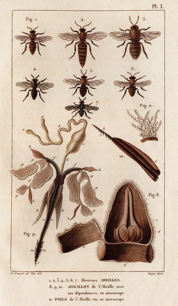 Verschiedene Bienen. aus „Fauna der Ärzte oder Geschichte der Tiere und ihrer Produkte von Hippolyte Cloquet“ - Band 6 - 1825 von Hippolyte Cloquet