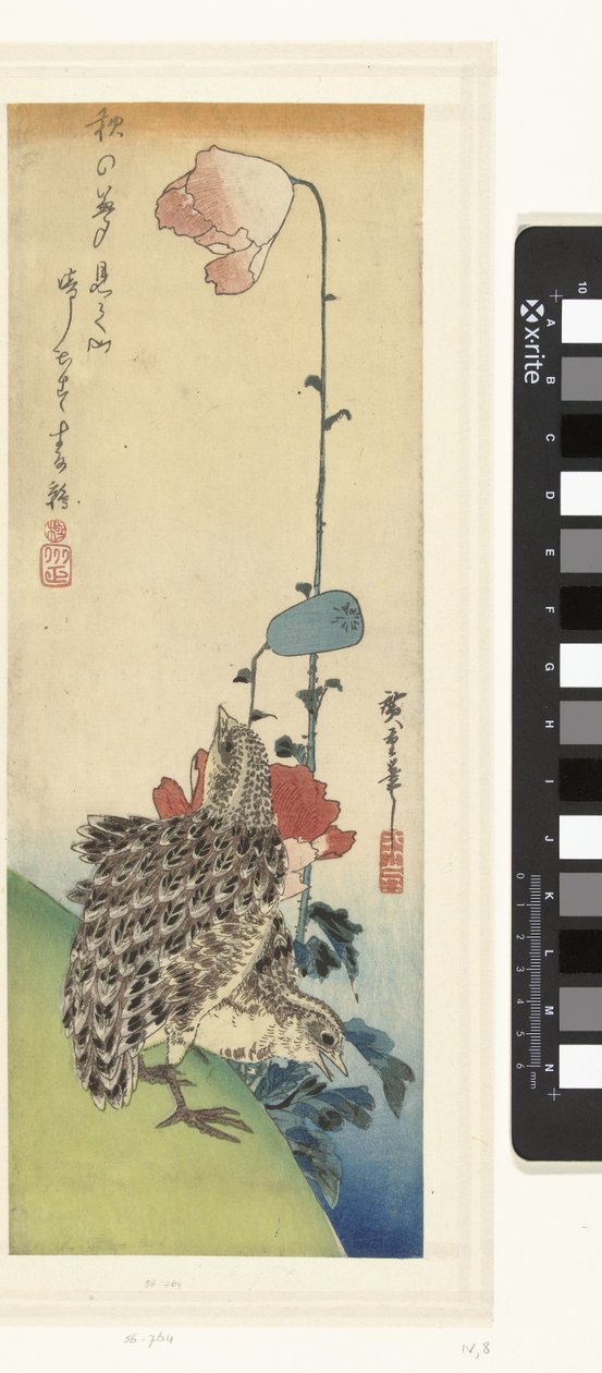 Wachteln und Mohnblumen von Hiroshige (I) , Utagawa