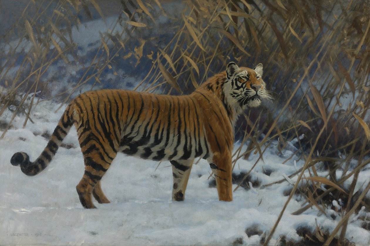Ein Tiger im Schnee von Hugo Ungewitter