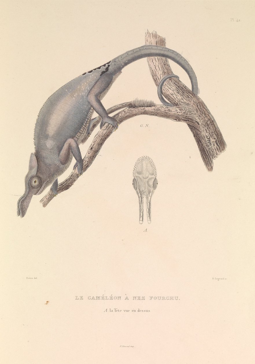 Der Gabelnasen-Chamäleon von Hyacinthe Yves Philippe (1781 1846) Potentien