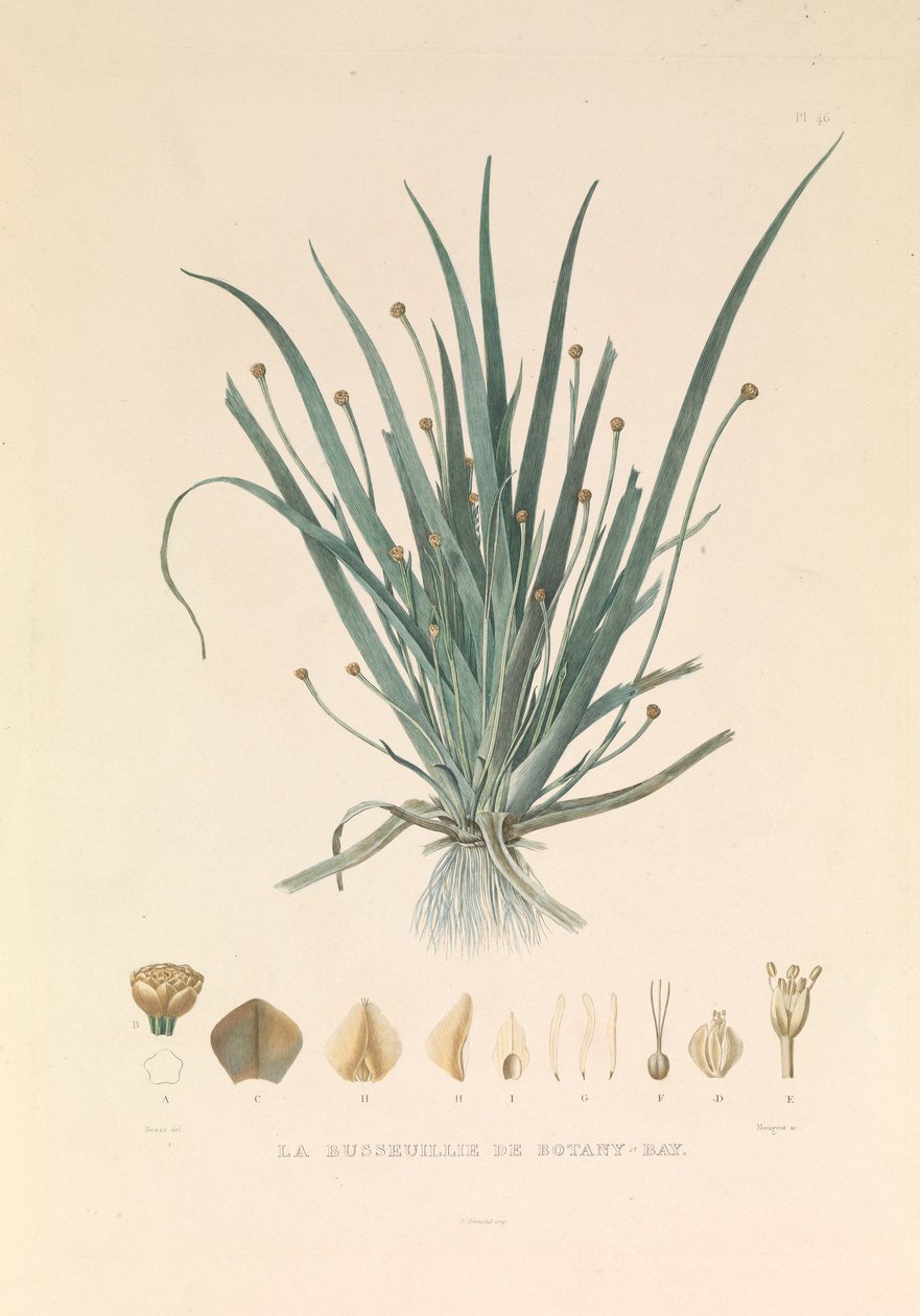 Die Busseuillie von Botany Bay von Hyacinthe Yves Philippe (1781 1846) Potentien