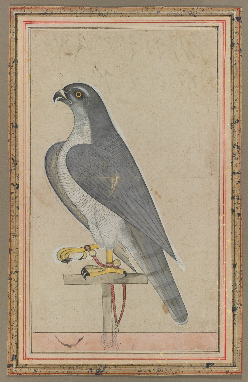 Falke, ca. 1770 von Indian School