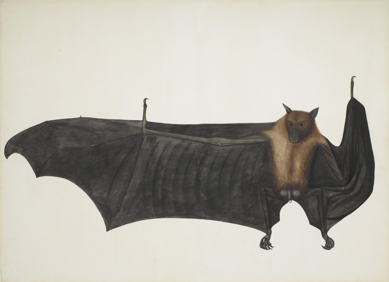 Indischer Flughund, auch bekannt als Großer Indischer Flughund; Pteropus Giganteus, ca. 1800 von Indian School