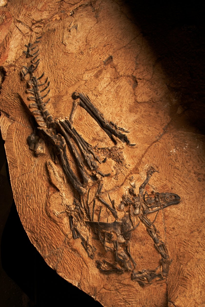 Ein zahnloser Ceratosaurier am Institut für Wirbeltierpaläontologie und Paläoanthropologie in Xiaotangshan, Nord-Peking, China von Ira Block