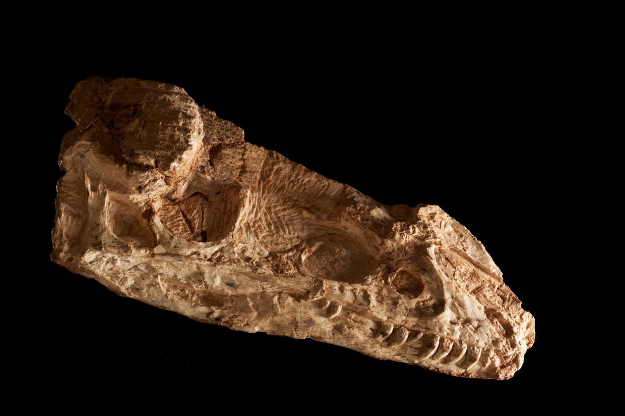 Sub-adult Guanlong Wacali Schädel im IVPP in Peking, China von Ira Block