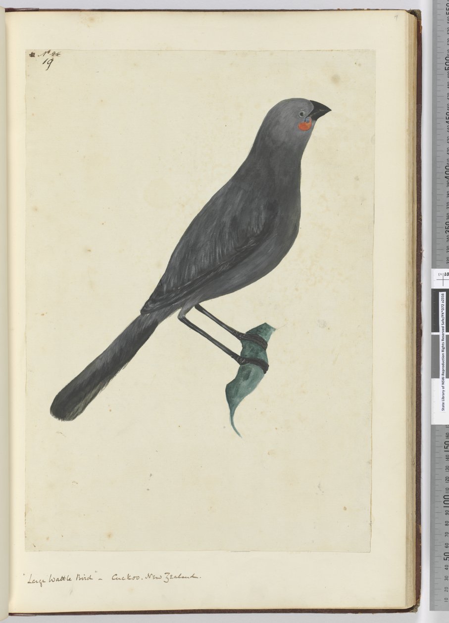 F.19 Großer Lappenstar, Kuckuck, Neuseeland, 1772-75 von Isaac Smith