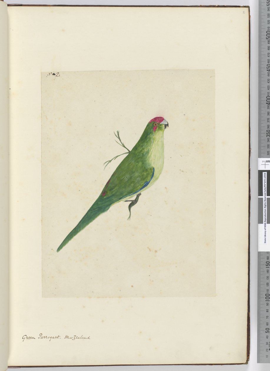 F.2 Grüner Sittich, Neuseeland, 1772-75 von Isaac Smith