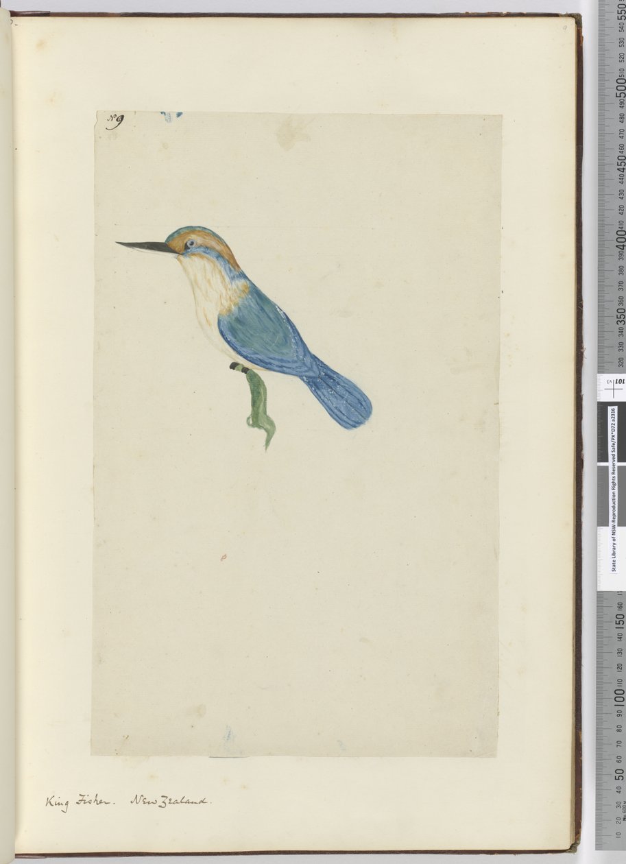 F.9 Eisvogel, Neuseeland, 1772-75 von Isaac Smith