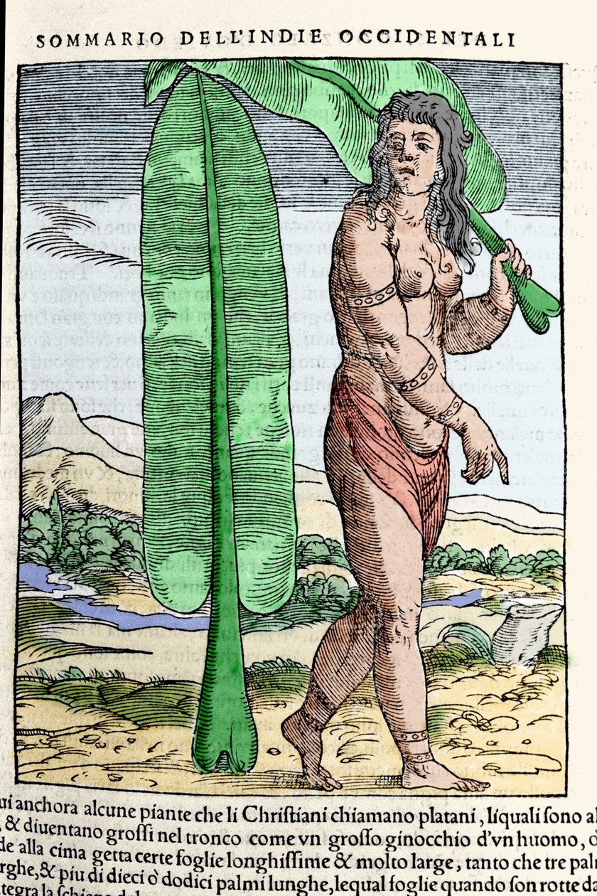 Ein westindischer Eingeborener steht neben einem Tabakblatt. Gravur aus dem Buch „Navigationi und Viaggi“ Bd. III von Giovanni Battista Ramusio (1485-1557), Venedig 1565 von Italian School
