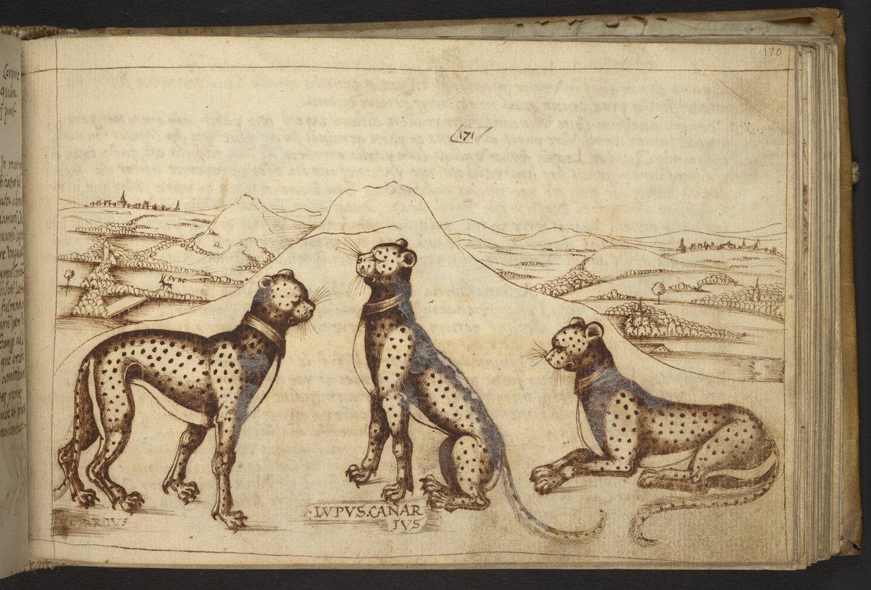 Panther ('lupus canarius'), aus Historia Animalium