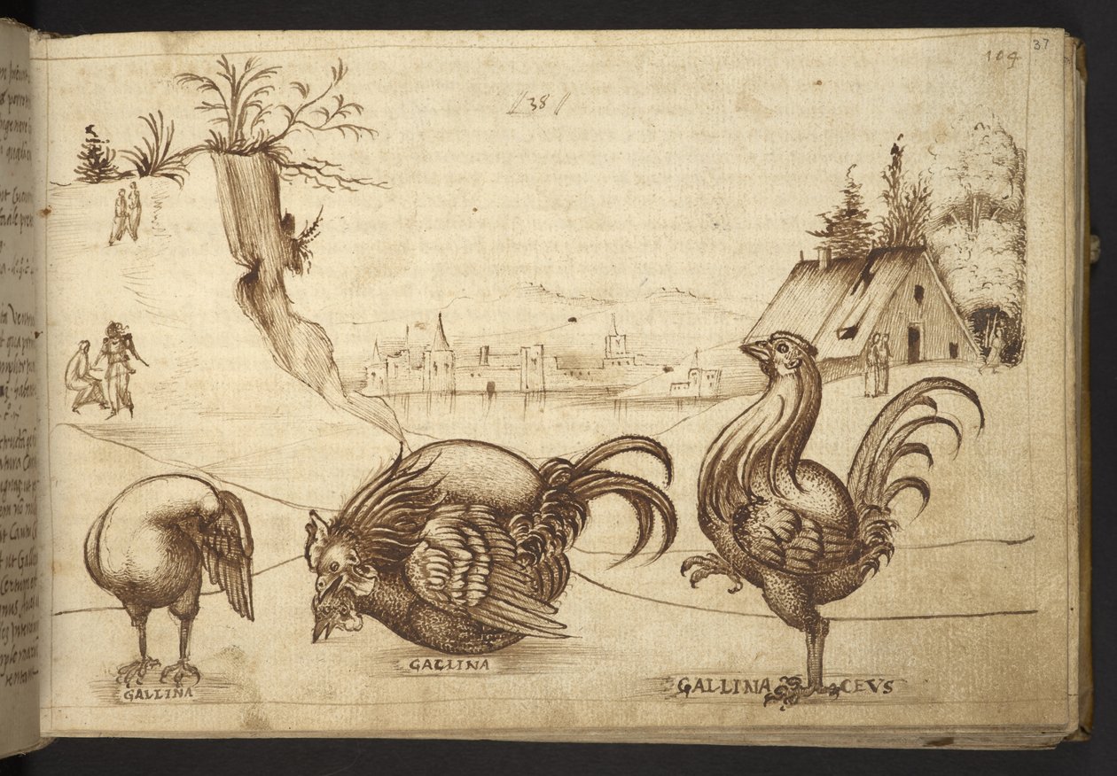 Hühner ('gallina', 'gallinaceus'), aus Historia Animalium, bestehend ...