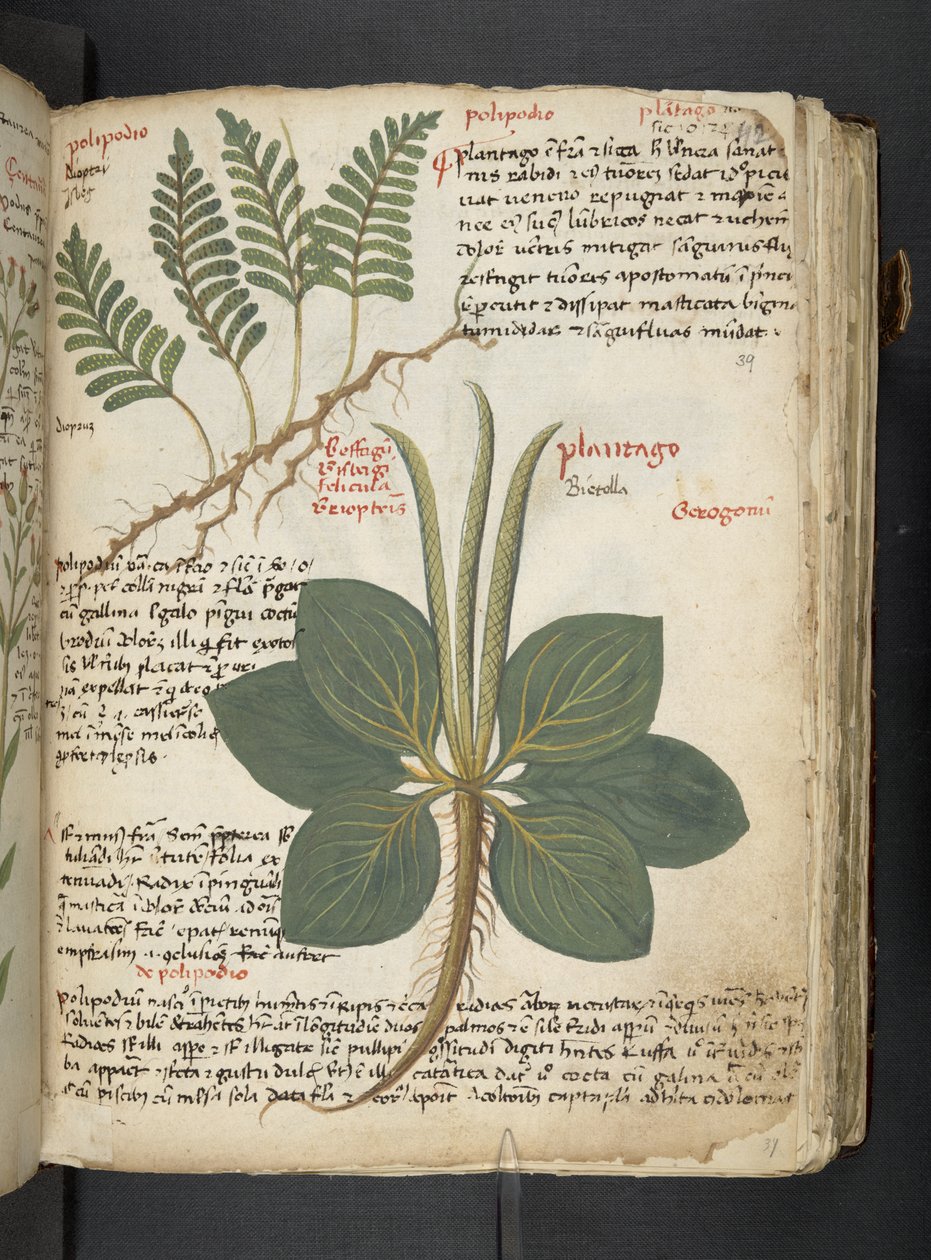 Ein Kräuterbuch, Belluno von Italian School