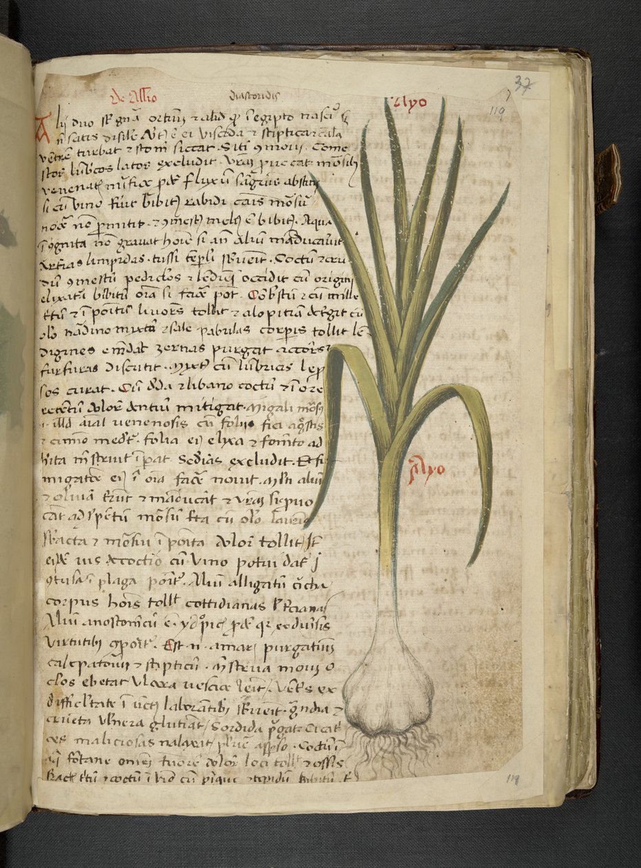 De Allio, Ein Kräuterbuch, Belluno von Italian School