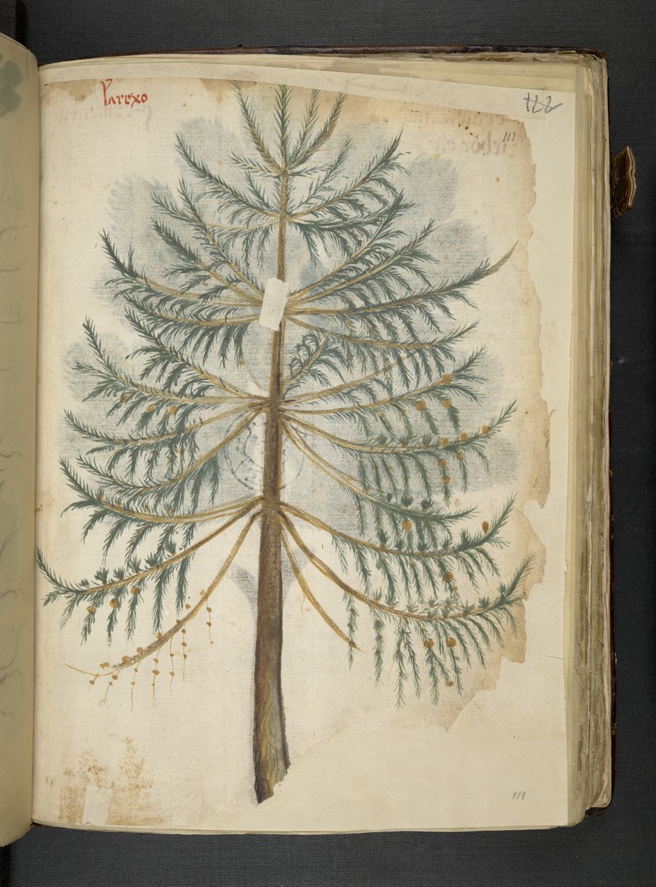 Ein Kräuterbuch, Belluno von Italian School