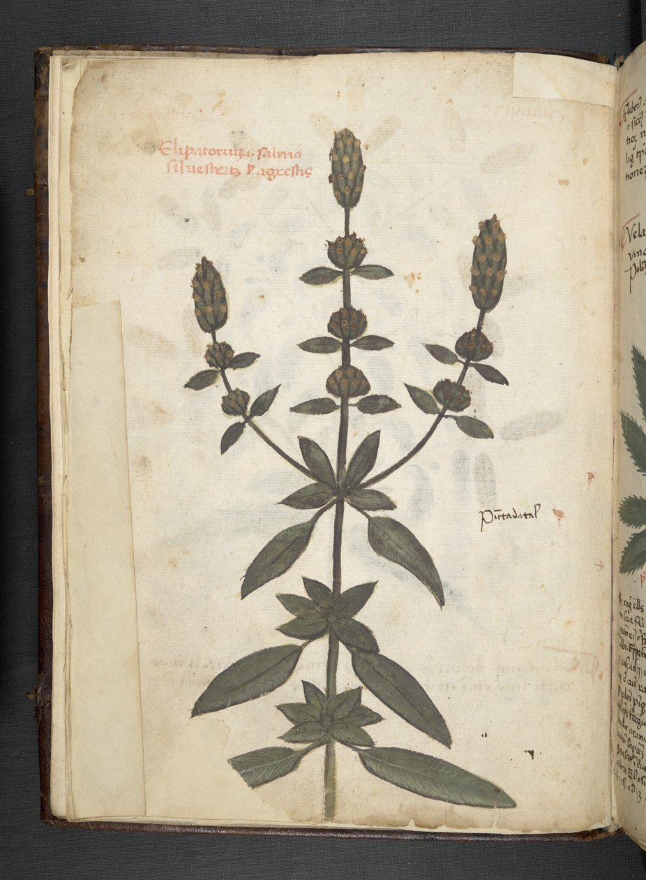 Ein Kräuterbuch, Belluno von Italian School