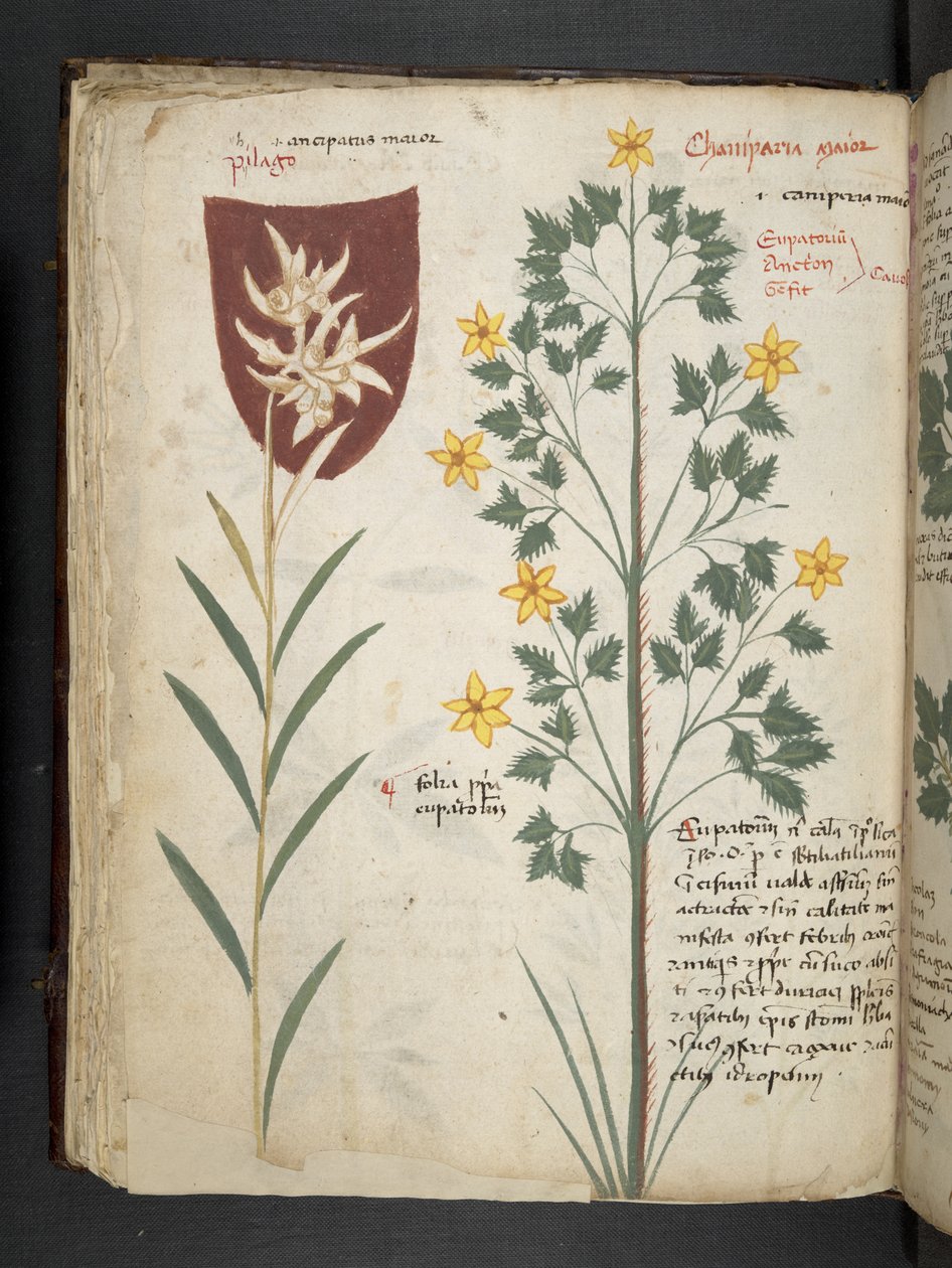 Ein Kräuterbuch, Belluno von Italian School