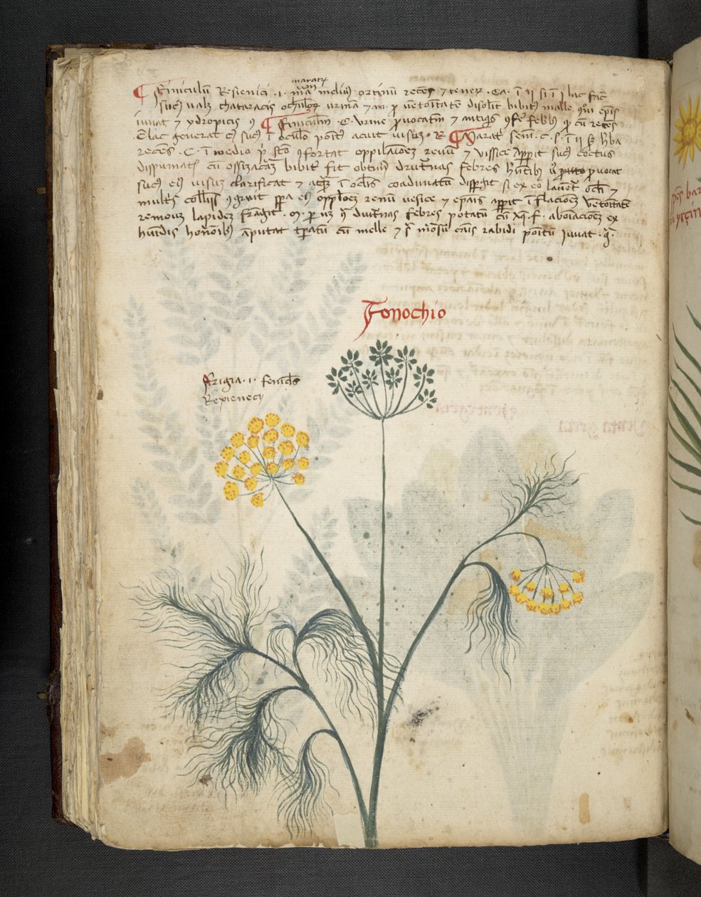 Add MS 41623 f.84v Fenchel, aus 