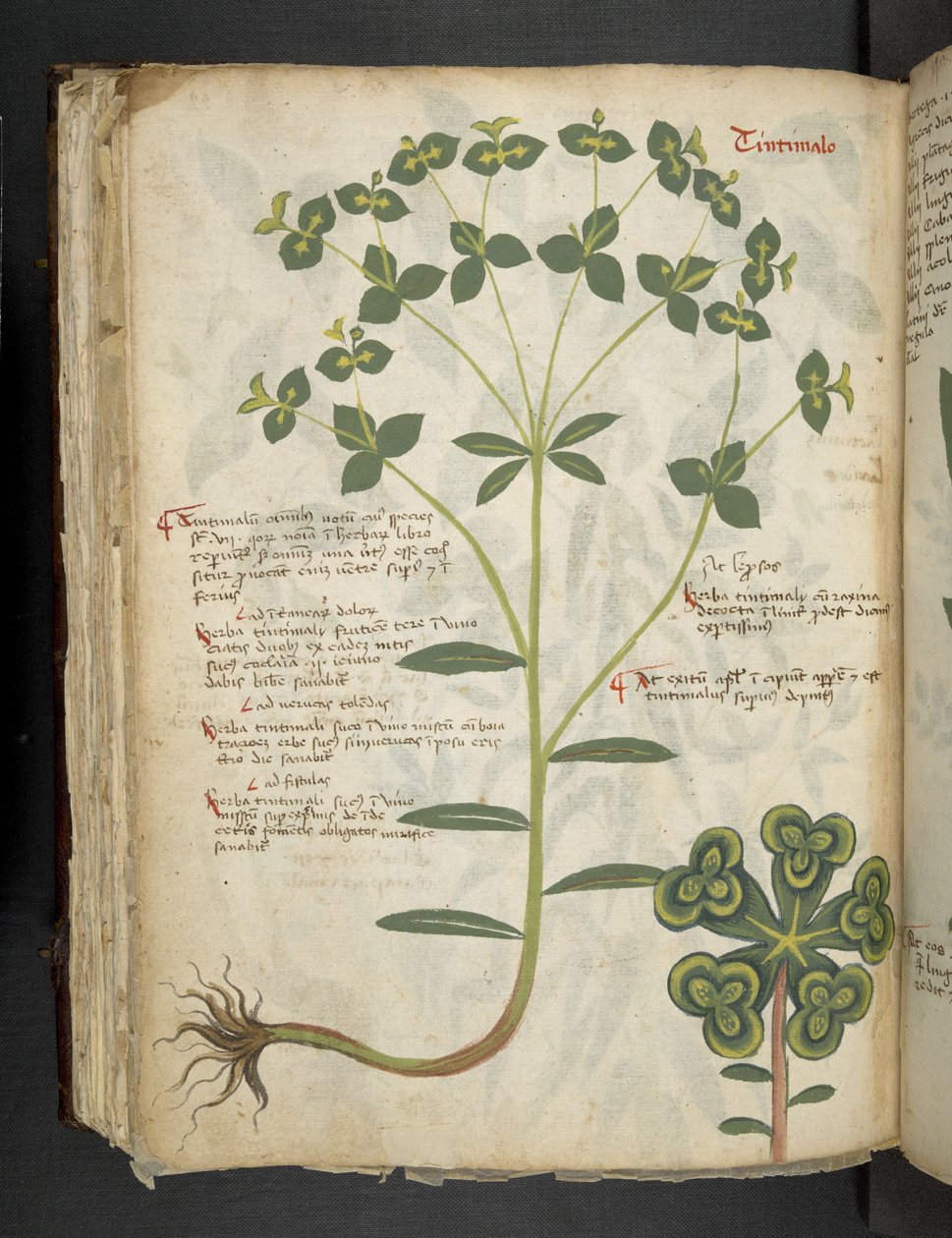 Ein Kräuterbuch, Belluno von Italian School