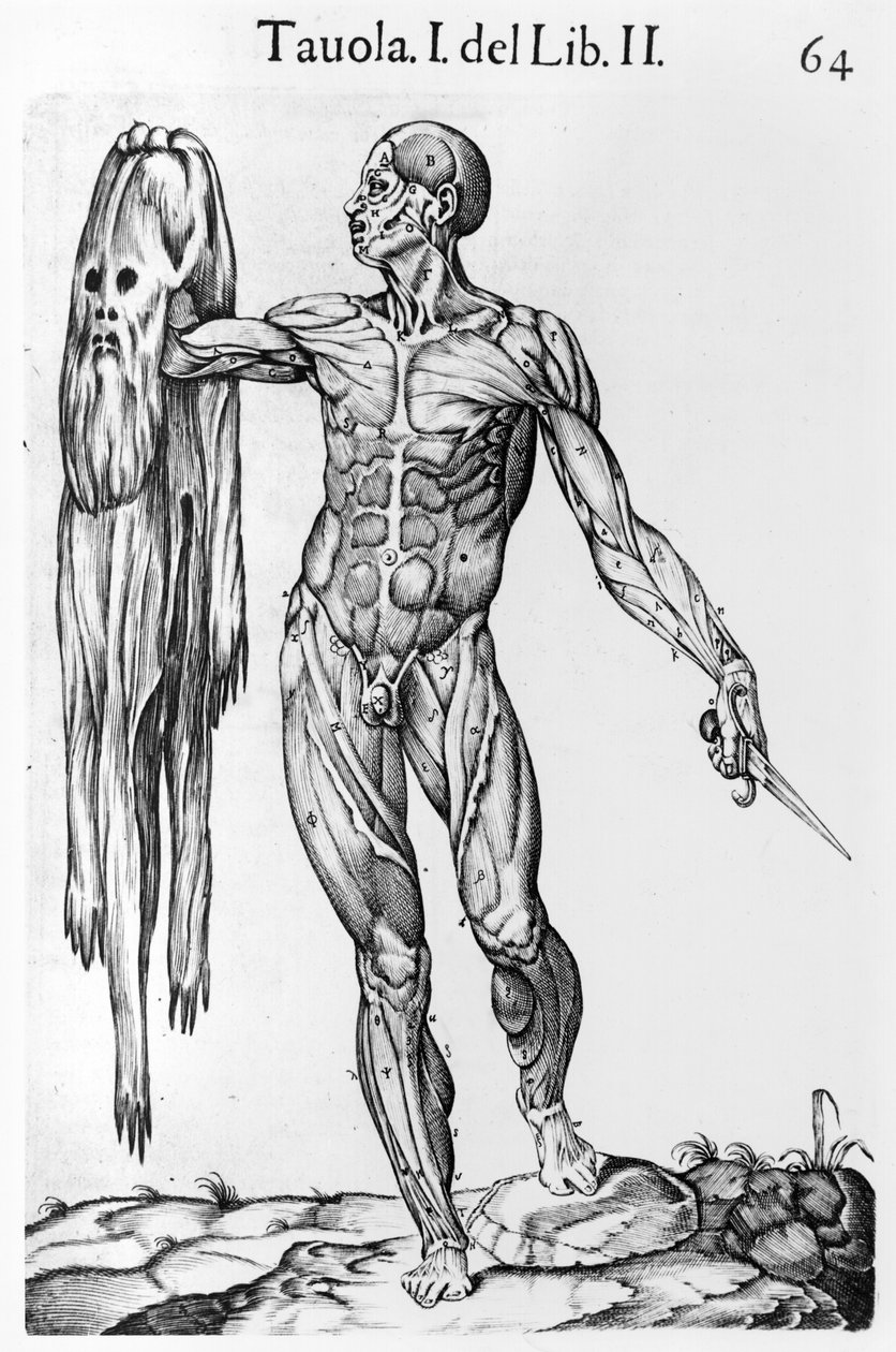 Anatomische Studie, Tafel 64, Illustration aus Anatomia del corpo ...