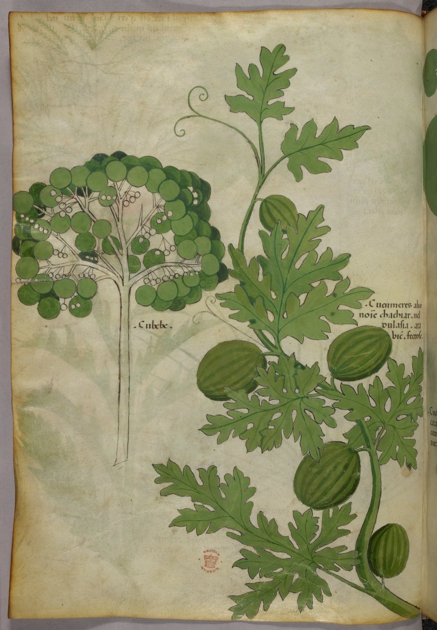 Botanische Illustration, ca. 1440 von Italian School