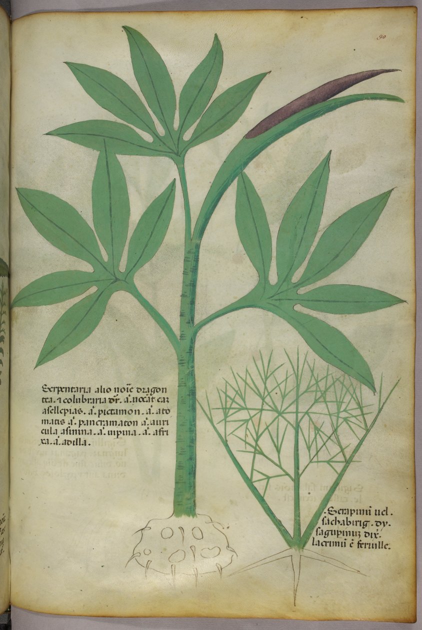 Botanische Illustration, um 1440 von Italian School