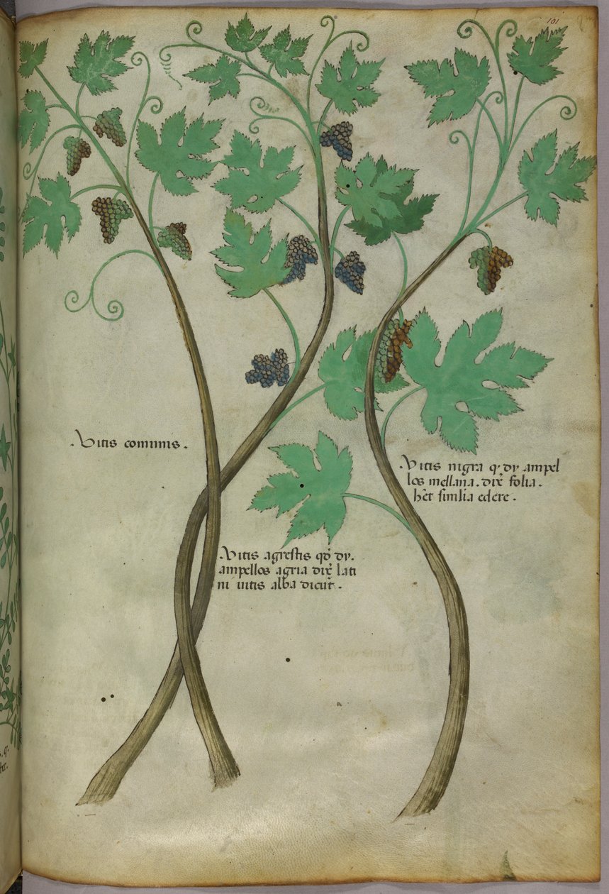 Botanische Illustration, um 1440 von Italian School