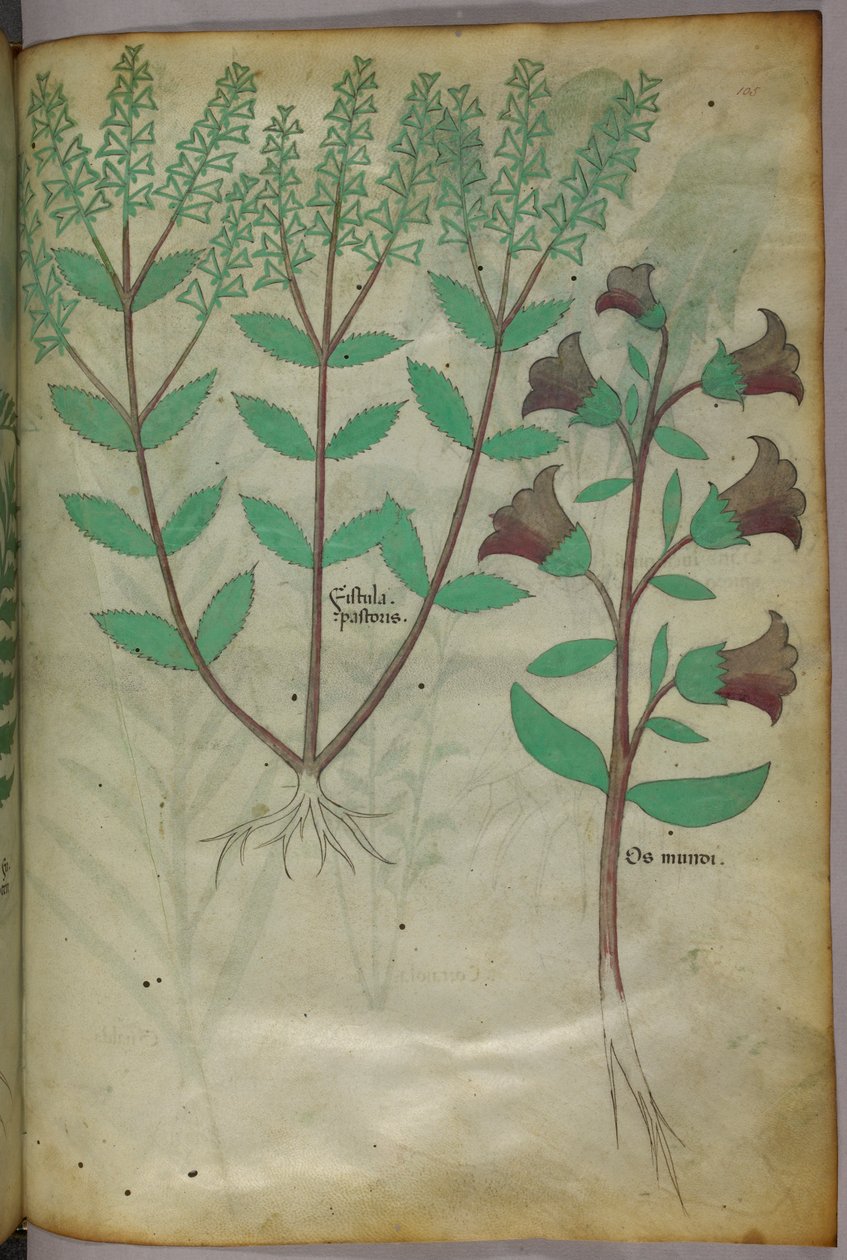 Botanische Illustration, um 1440 von Italian School