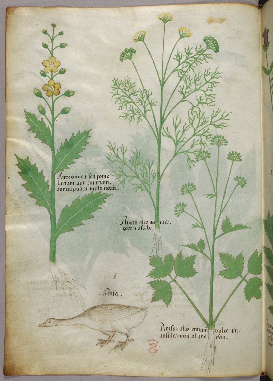 Botanische Illustration, um 1440 von Italian School