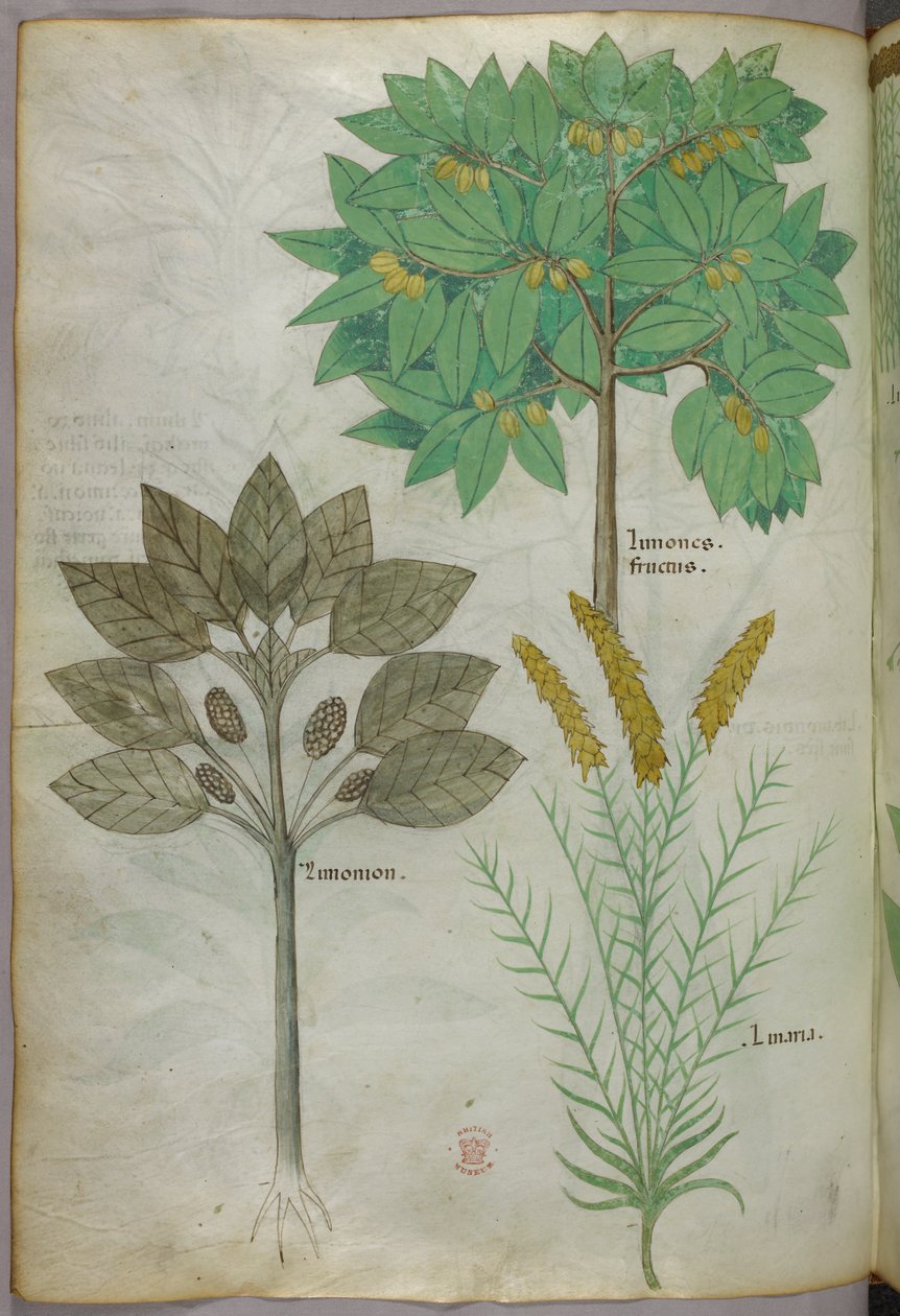 Botanische Illustration, um 1440 von Italian School