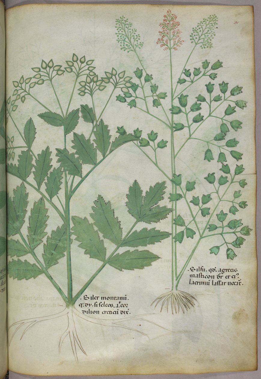 Botanische Illustration, ca. 1440 von Italian School