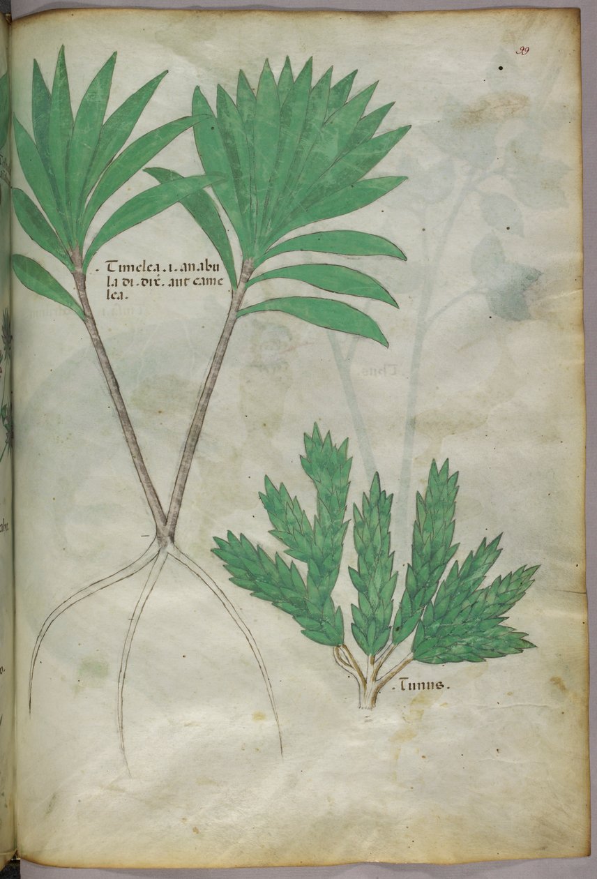 Botanische Illustration, ca. 1440 von Italian School
