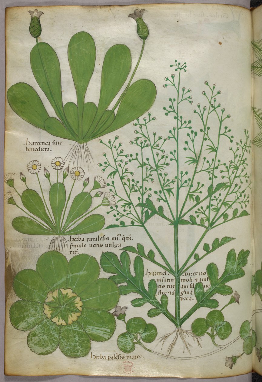 Botanische Illustration, um 1440 von Italian School