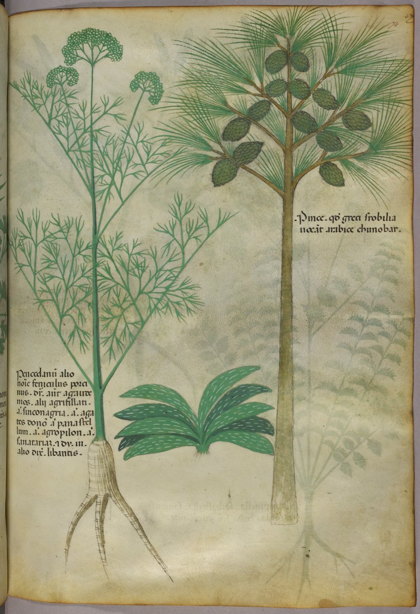 Botanische Illustration, um 1440 von Italian School