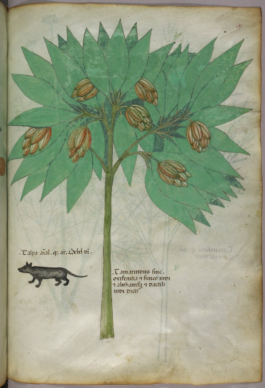 Botanische Illustration einer Pflanze mit einem Tier, um 1440 von Italian School