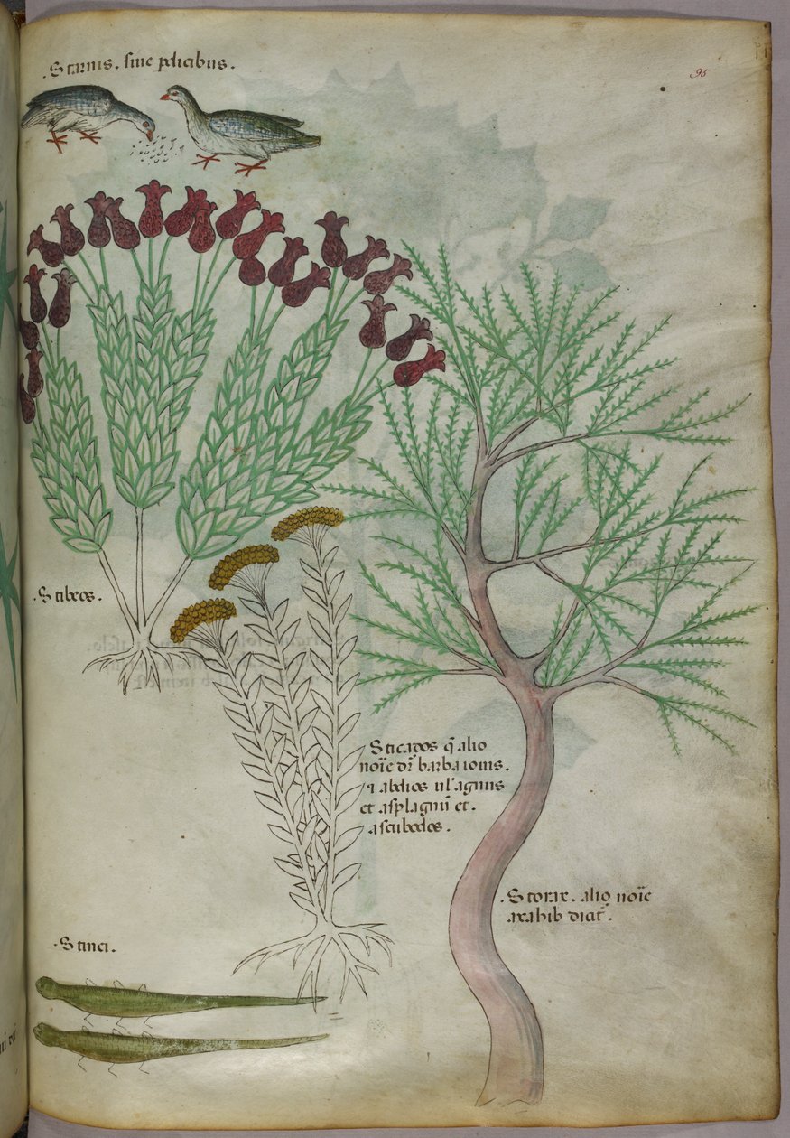Botanische Illustration von Pflanzen mit Vögeln und Insekten, ca. 1440 von Italian School