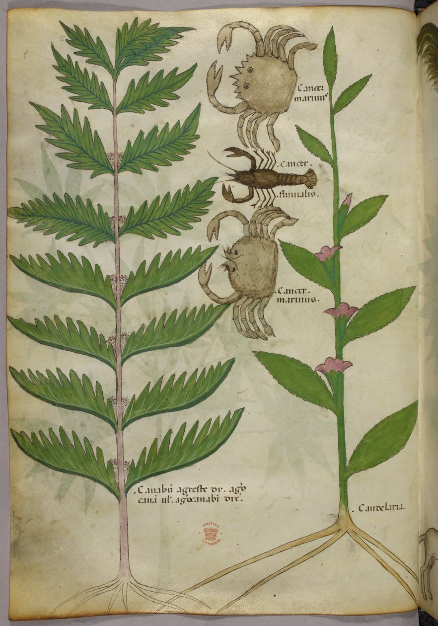 Botanische Illustration von Krabben und einem Skorpion, ca. 1440 von Italian School