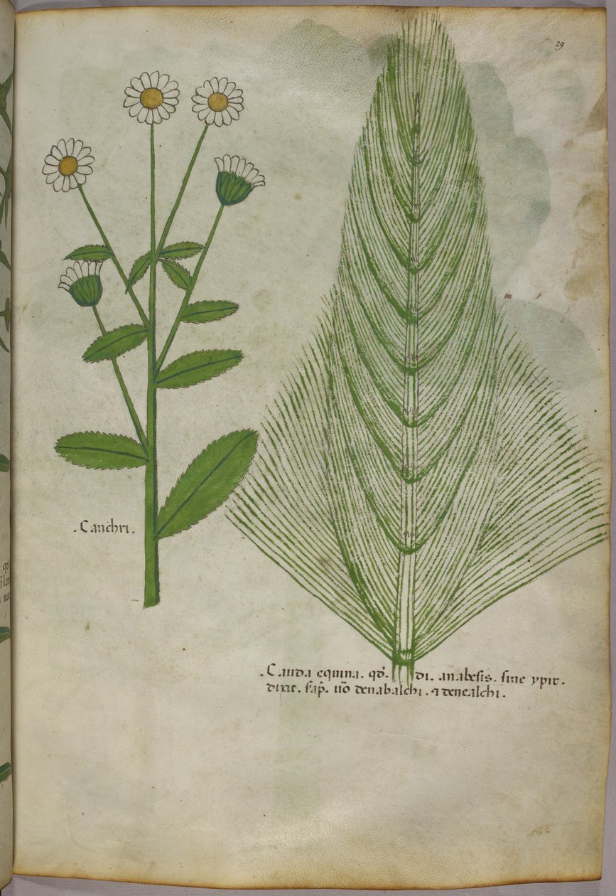 Botanische Illustration von Pflanzen, ca. 1440 von Italian School
