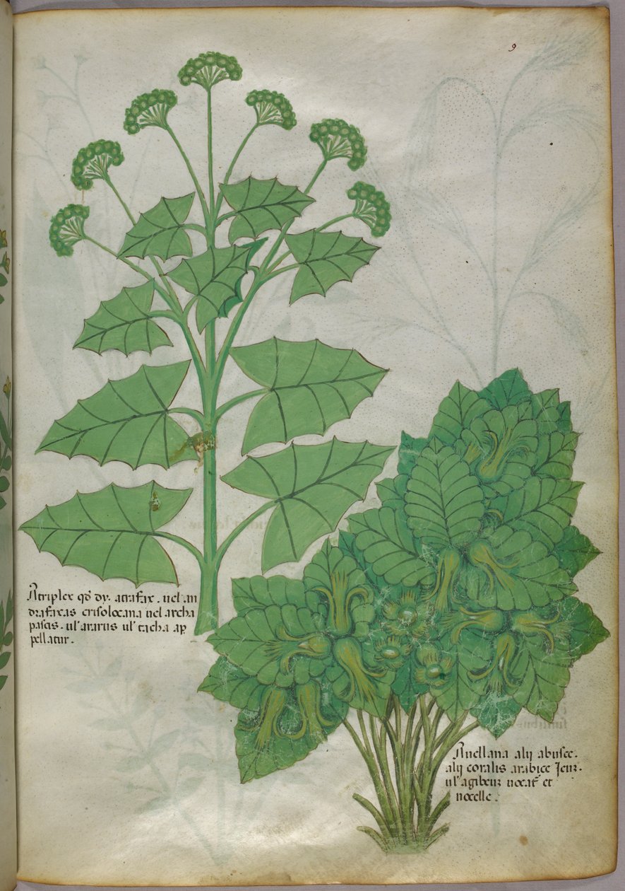 Botanische Illustration von Pflanzen, um 1440 von Italian School