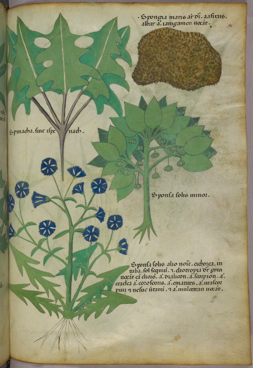 Botanische Illustration von Pflanzen, einschließlich eines Schwamms, ca. 1440 von Italian School